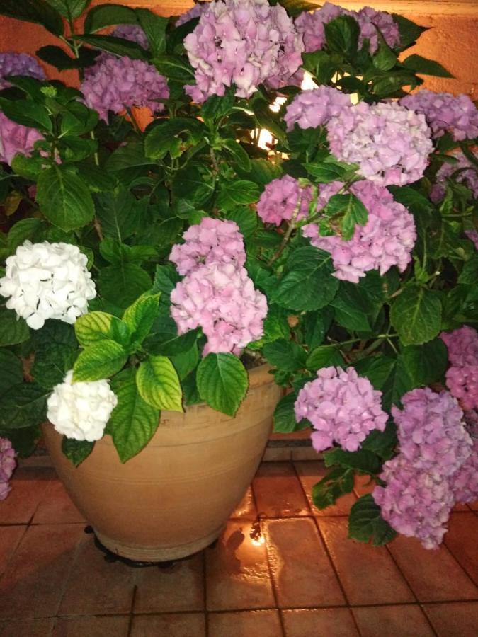 La Fenice Montefiascone Zewnętrze zdjęcie